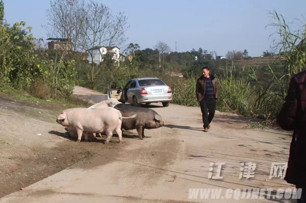 猪儿跑最新动态，现代化养殖新模式的机遇与挑战探索