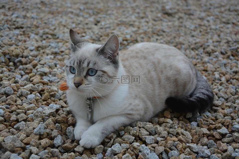 数字时代猫咪世界探索，雌猫下载之旅