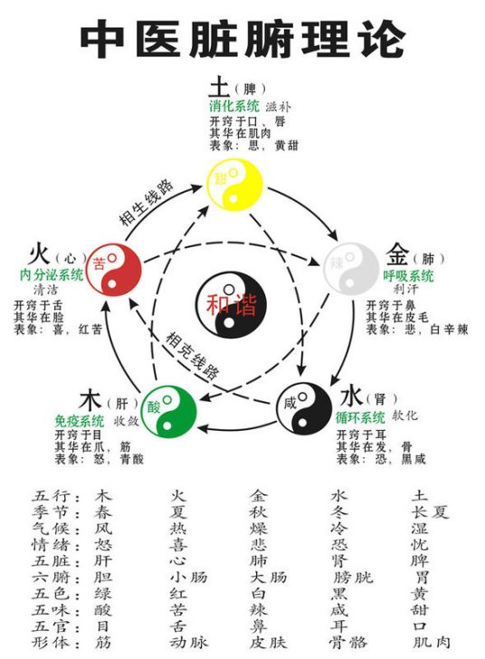 中医基础理论，深度解析与便捷获取指南