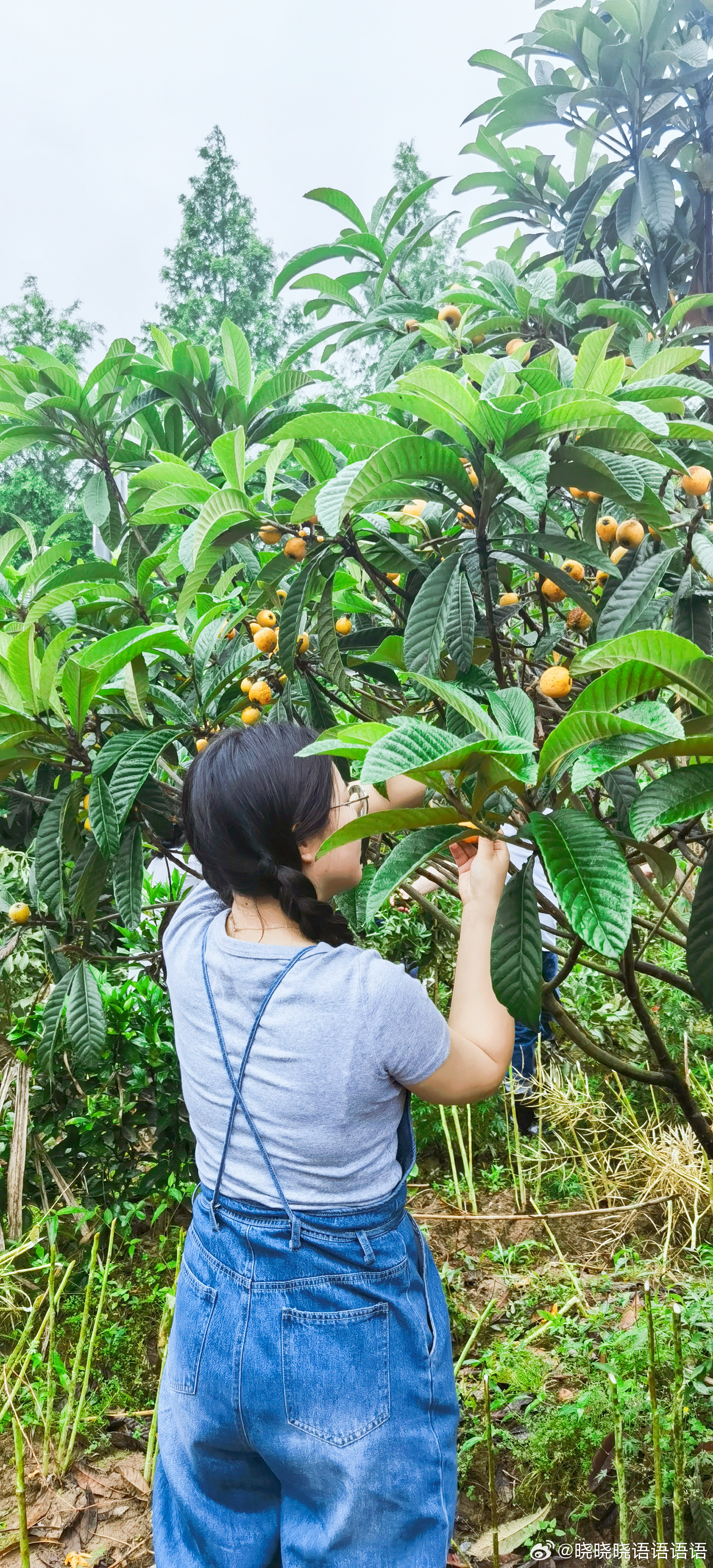 初夏的甘甜盛宴，新鲜枇杷的采摘与品味