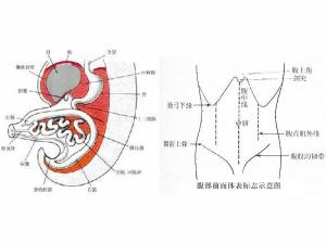 肠鸣最新研究进展及其临床意义概览