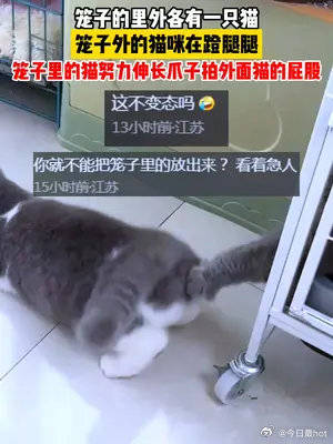 最新猫段子，萌趣无限，欢乐共享时刻