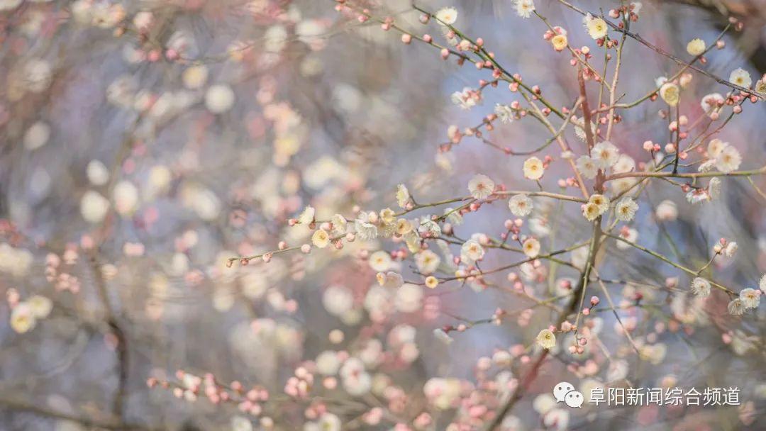 最新梅花馆，艺术之旅的探索与体验