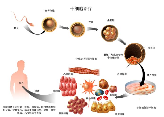 干细胞技术新突破引领医学前沿进展